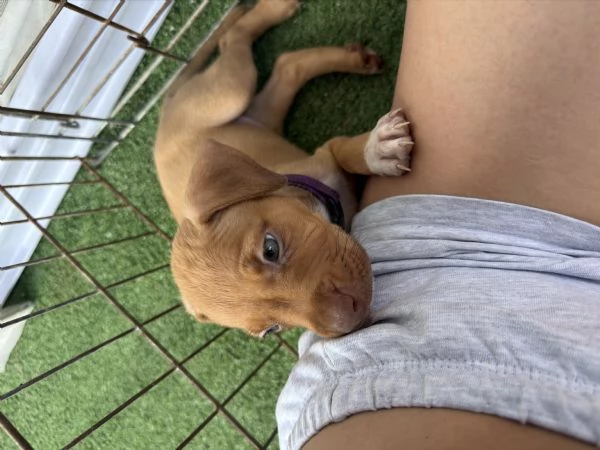 Cuccioli pitbull ukc con pedigree | Foto 2