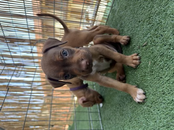 Cuccioli pitbull ukc con pedigree | Foto 1