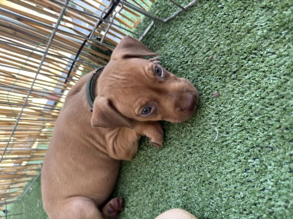 Cuccioli pitbull ukc con pedigree | Foto 0