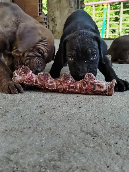 Cuccioli cane corso 