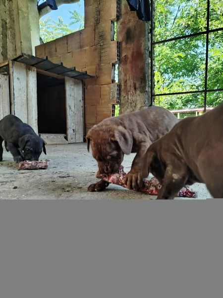 Cuccioli cane corso  | Foto 4