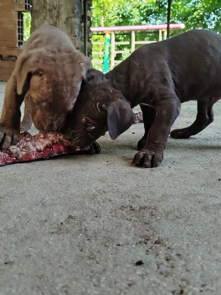 Cuccioli cane corso  | Foto 3