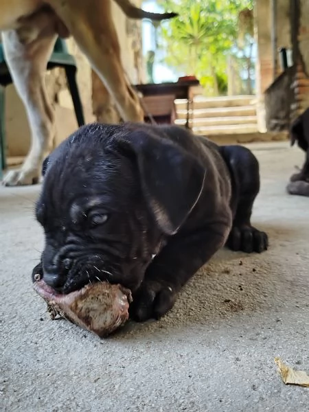 Cuccioli cane corso  | Foto 1