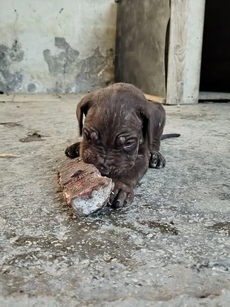 Cuccioli cane corso  | Foto 0