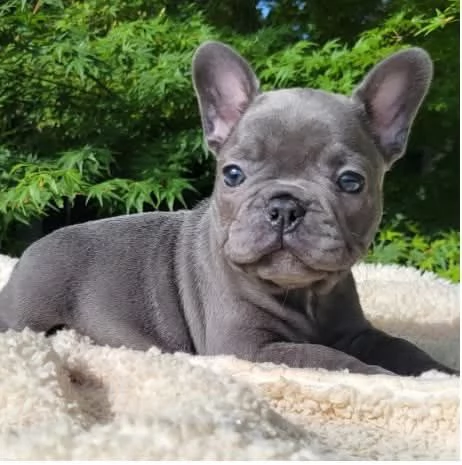 Abbiamo cuccioli di Bulldog Francese