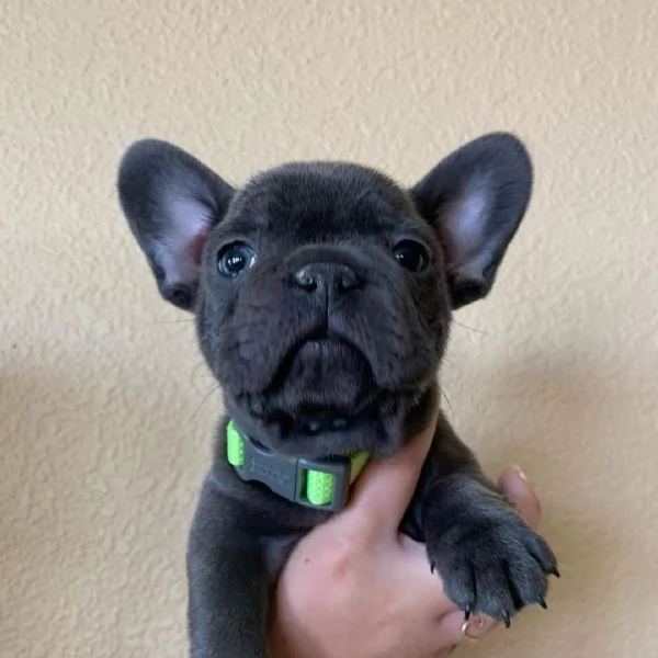Abbiamo cuccioli di Bulldog Francese | Foto 2