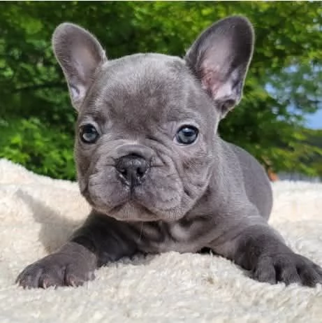Abbiamo cuccioli di Bulldog Francese | Foto 1