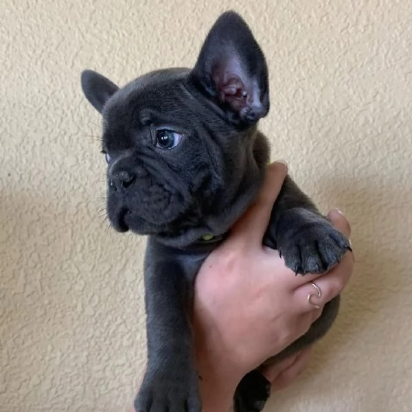 Abbiamo cuccioli di Bulldog Francese | Foto 0