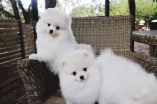 Regalo Cuccioli di pomerania maschio o femmina!!