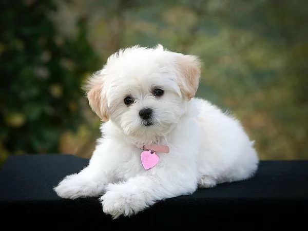 pura razza cuccioli di micro maltese per adozione