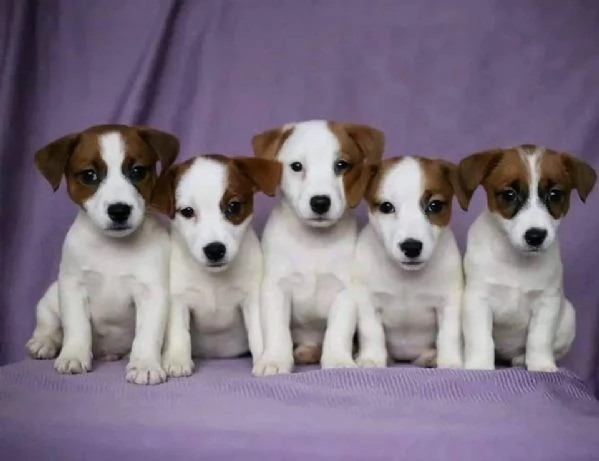 cucciolo di jack russel