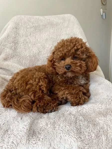Regalo cuccioli di barboncino