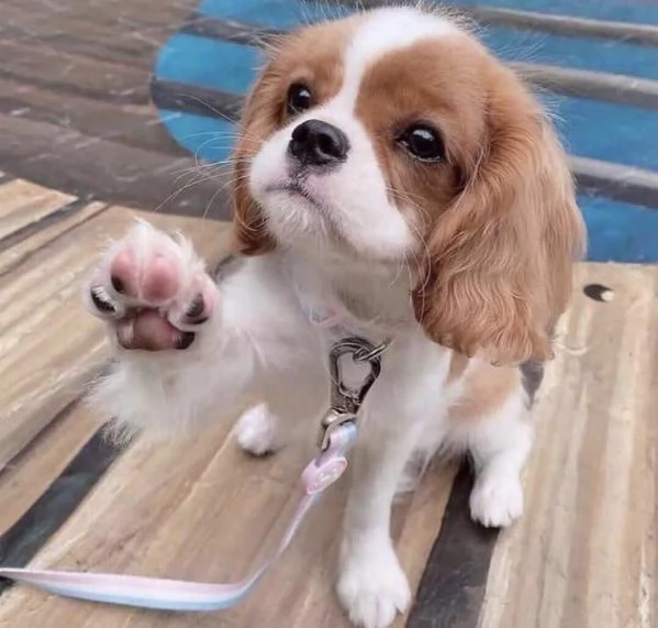 Vendita cuccioli di Cavalier King Charles Spaniel
