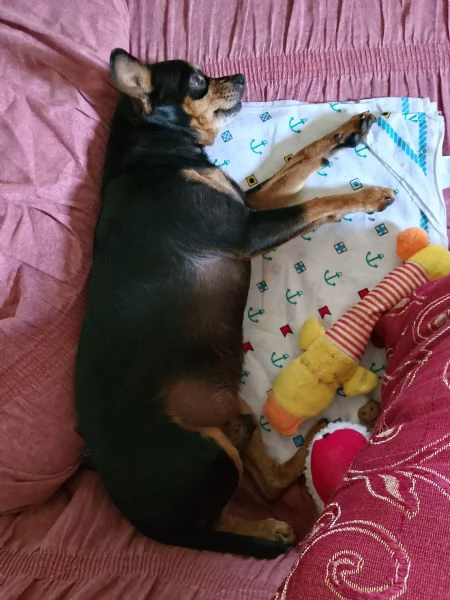 Cerco femmina di pincher per accoppiamento  | Foto 2