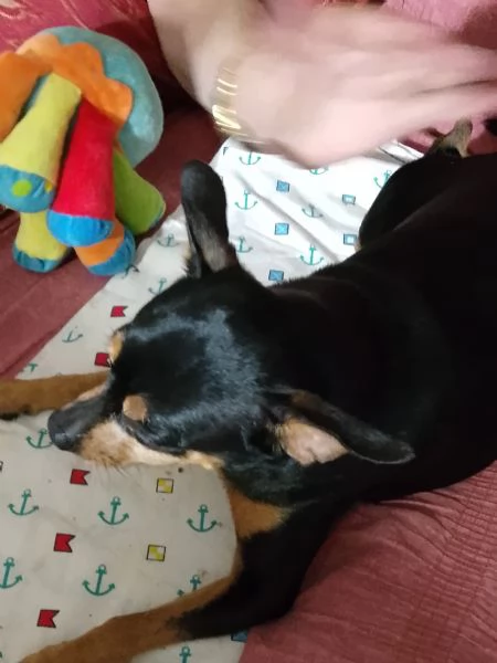 Cerco femmina di pincher per accoppiamento  | Foto 0