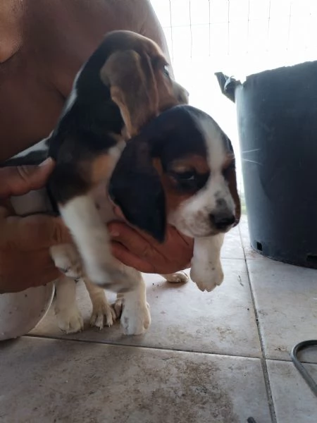  Cuccioli Beagle  | Foto 2