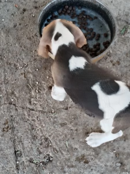  Cuccioli Beagle  | Foto 0