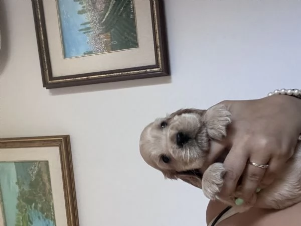 Cuccioli Cocker spaniel inglese 