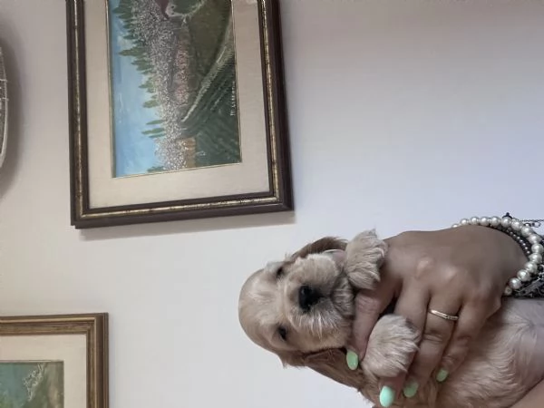 Cuccioli Cocker spaniel inglese  | Foto 4