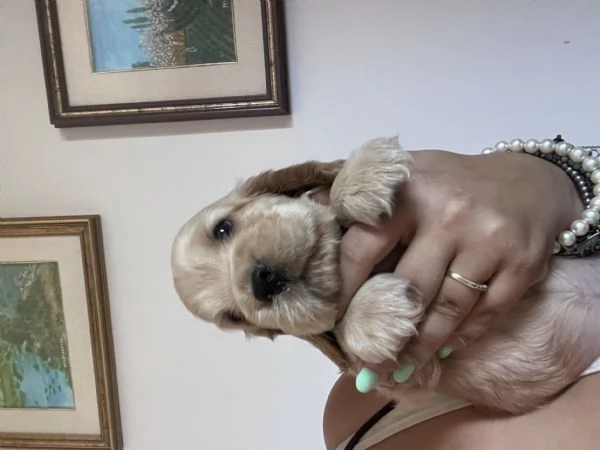 Cuccioli Cocker spaniel inglese  | Foto 3
