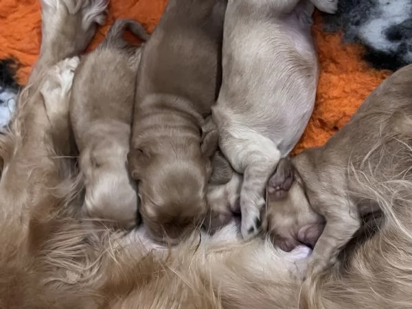 Cuccioli Cocker spaniel inglese  | Foto 2