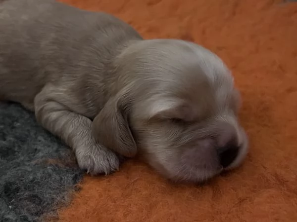 Cuccioli Cocker spaniel inglese  | Foto 1