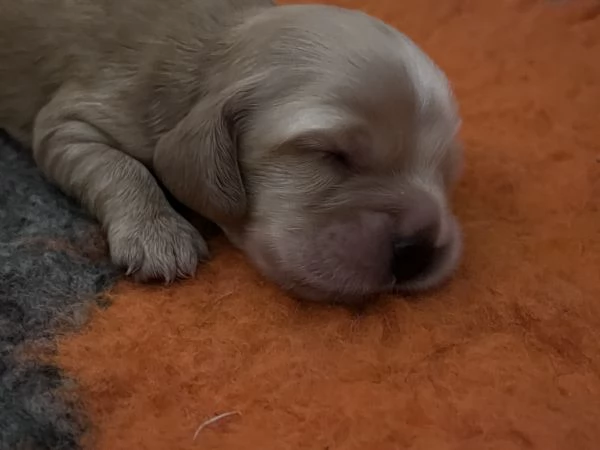 Cuccioli Cocker spaniel inglese  | Foto 0