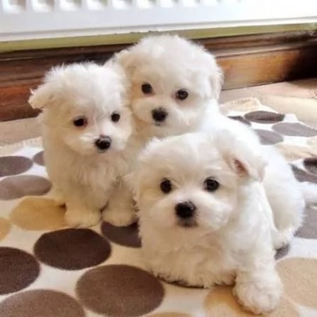 Maltese