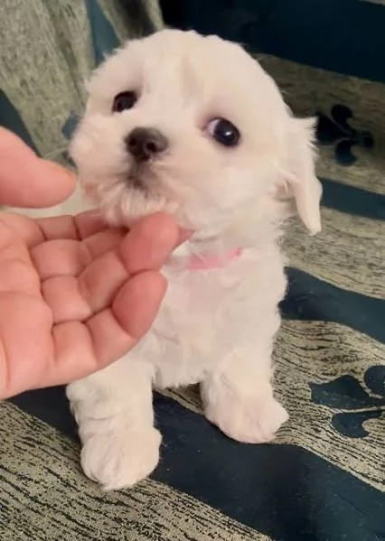 Maltese | Foto 0