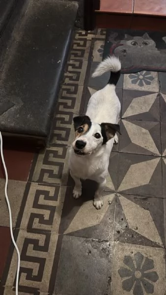 Jack Russell