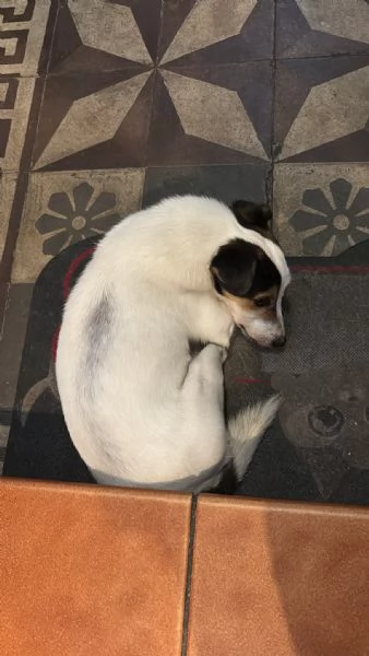 Jack Russell | Foto 2