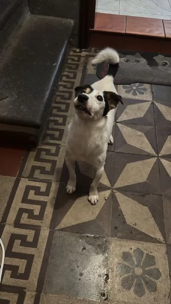 Jack Russell | Foto 1