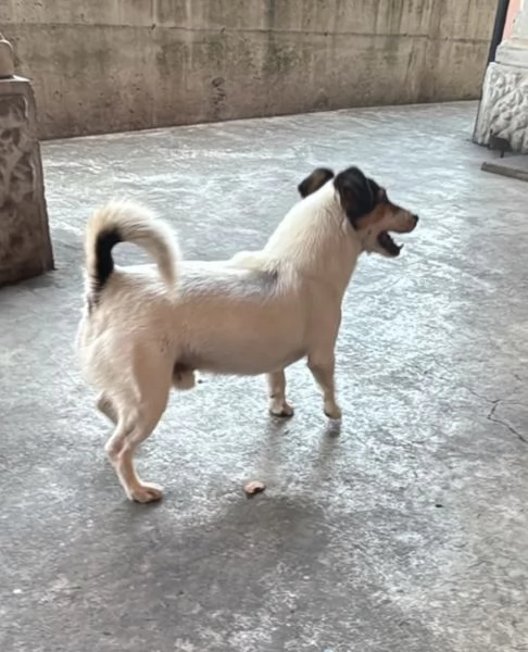 Jack Russell | Foto 0