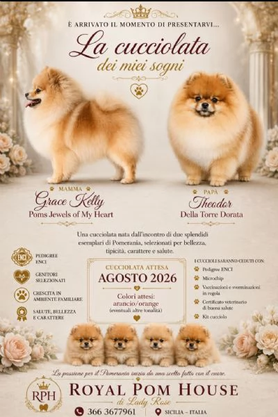 Cuccioli di Pomerania 