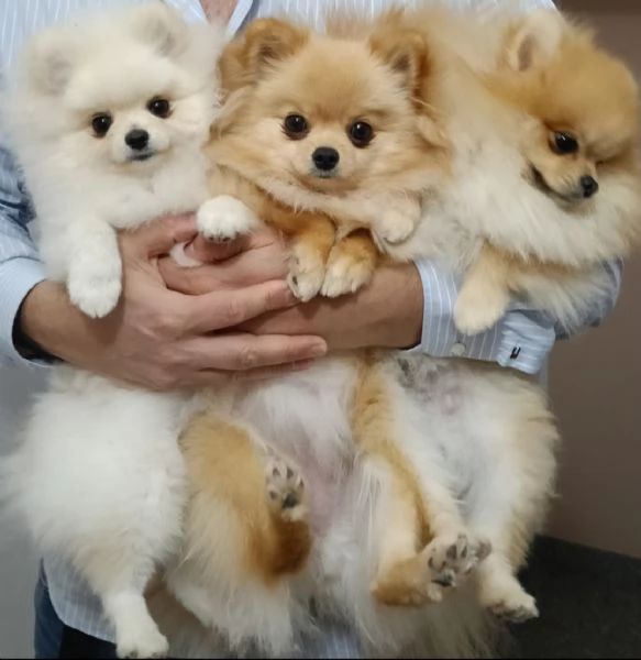 Cuccioli di Pomerania  | Foto 2