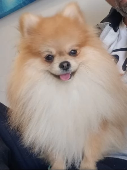 Cuccioli di Pomerania  | Foto 1