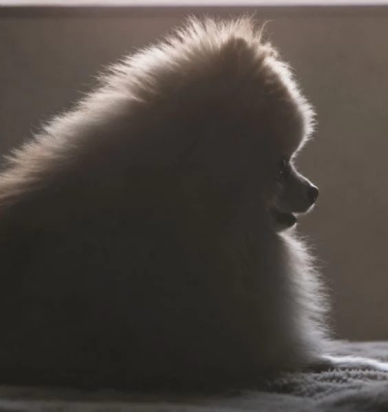 Cuccioli di Pomerania  | Foto 0