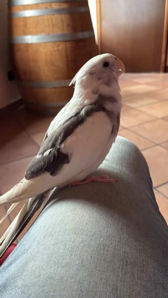Vendo calpsite allevate a mano | Foto 0