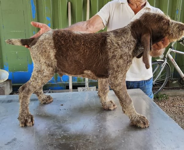 Vendita cuccioli Spinone Italiano con pedigree