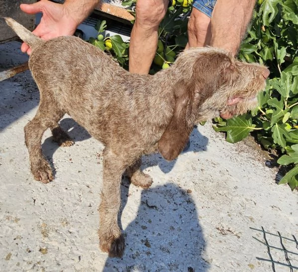 Vendita cuccioli Spinone Italiano con pedigree | Foto 6