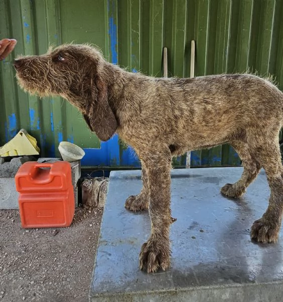 Vendita cuccioli Spinone Italiano con pedigree | Foto 5