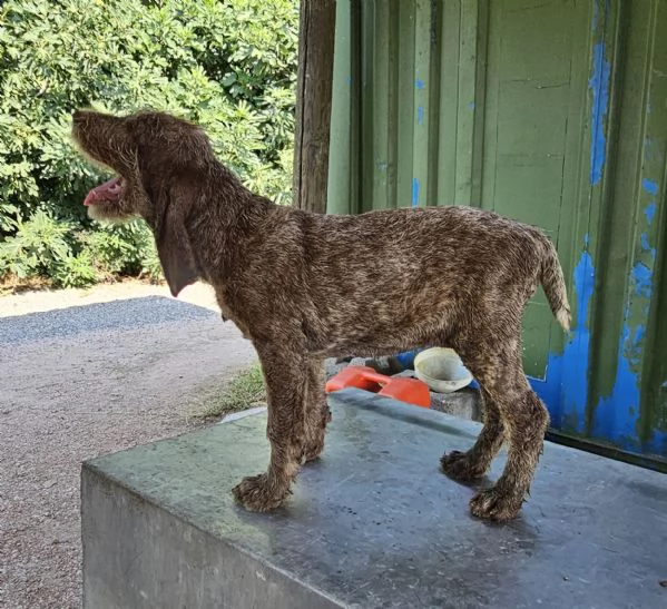 Vendita cuccioli Spinone Italiano con pedigree | Foto 4