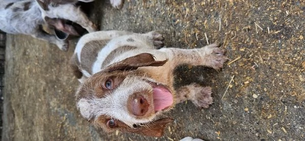 Vendita cuccioli Spinone Italiano con pedigree | Foto 3