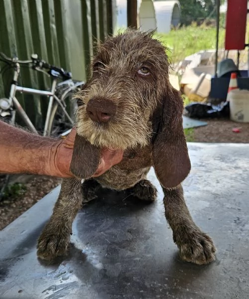 Vendita cuccioli Spinone Italiano con pedigree | Foto 2
