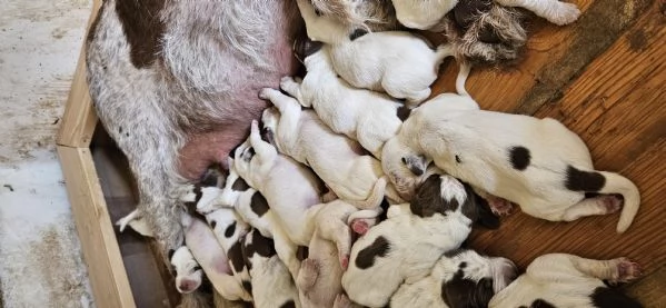 Vendita cuccioli Spinone Italiano con pedigree | Foto 1