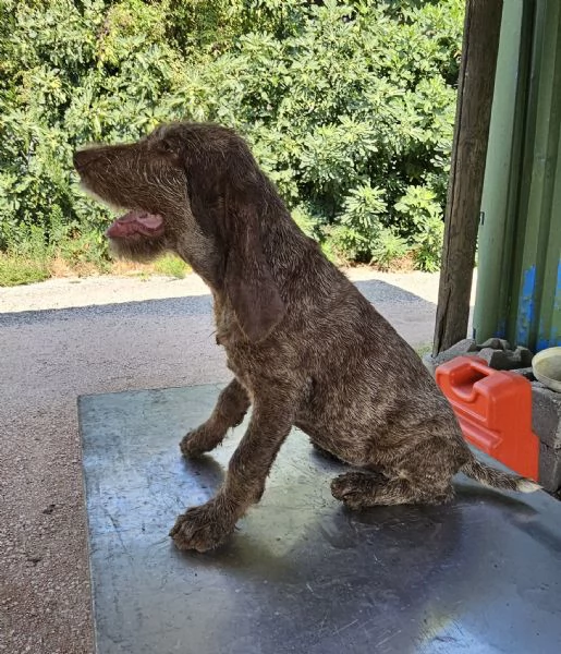Vendita cuccioli Spinone Italiano con pedigree | Foto 0