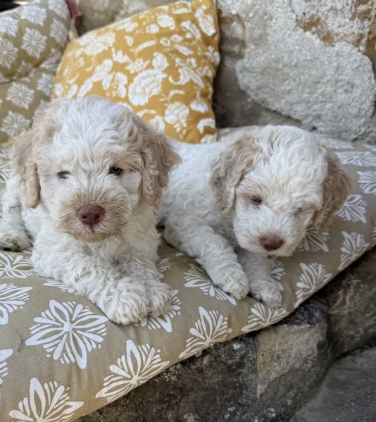 Cuccioli di Lagotto Romagnolo con pedigree ENCI | Foto 2