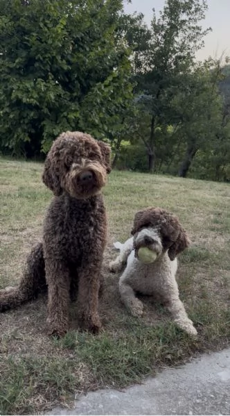 Cuccioli di Lagotto Romagnolo con pedigree ENCI | Foto 1