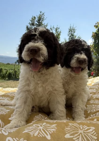 Cuccioli di Lagotto Romagnolo con pedigree ENCI | Foto 0