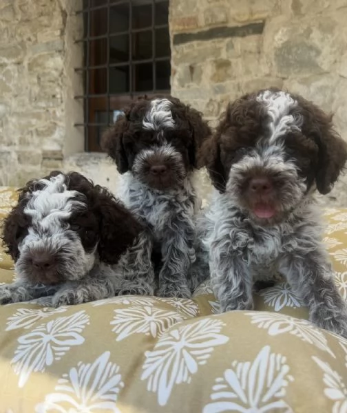 Cuccioli di Lagotto Romagnolo con pedigree ENCI